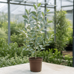 Eucalyptus leucophloia