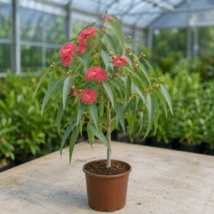 Eucalyptus leucoxylon ssp. megalocarpa 'red'