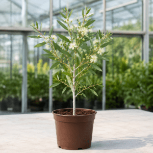 Eucalyptus luehmanniana