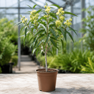 Eucalyptus macrandra