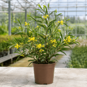 Eucalyptus oleosa