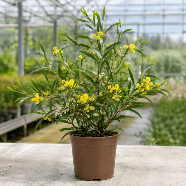 Eucalyptus oleosa