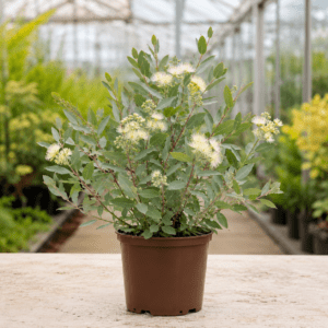 Eucalyptus oxymitra