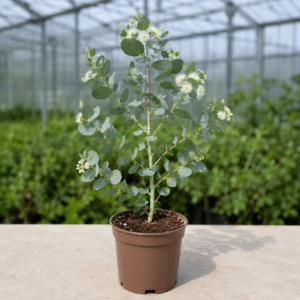 Eucalyptus pleurocarpa