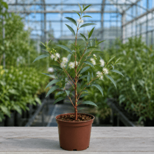 Eucalyptus pumila