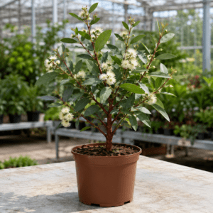Eucalyptus robusta