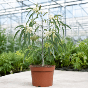 Eucalyptus sheathiana