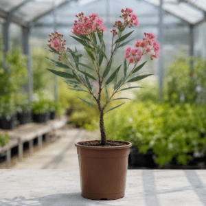 Eucalyptus sideroxylon 'Fawcett's Pink'
