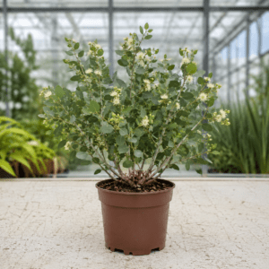 Eucalyptus socialis
