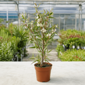 Eucalyptus stricta