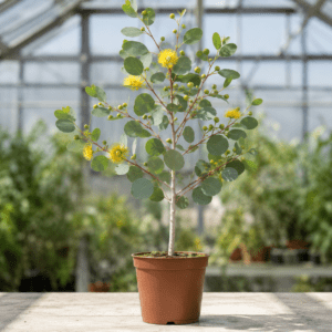 Eucalyptus woodwardii