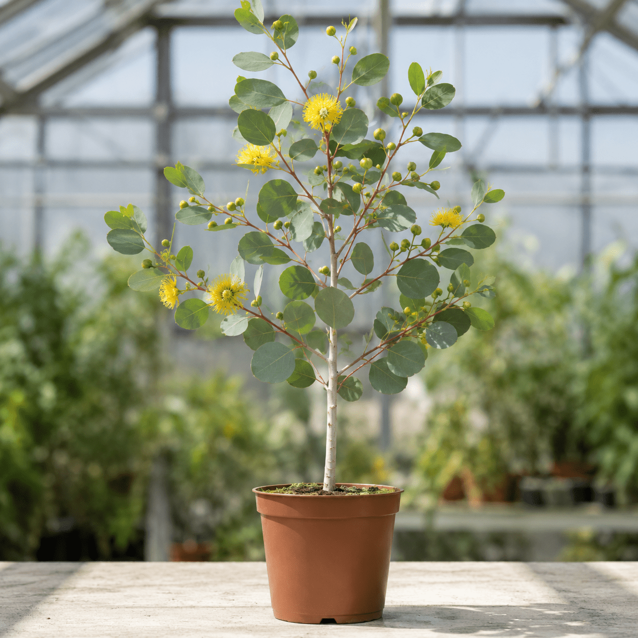 Eucalyptus woodwardii
