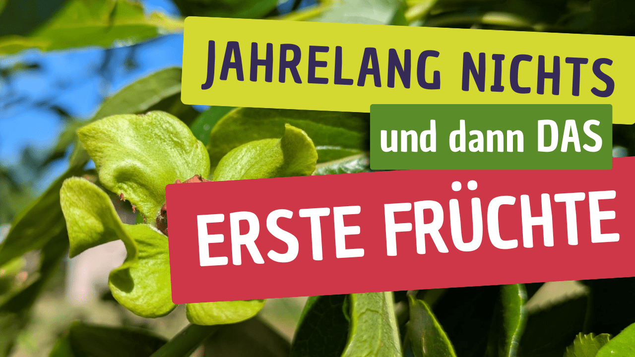 Youtube Thumbnail gesunde Ernährung rot lila Foto