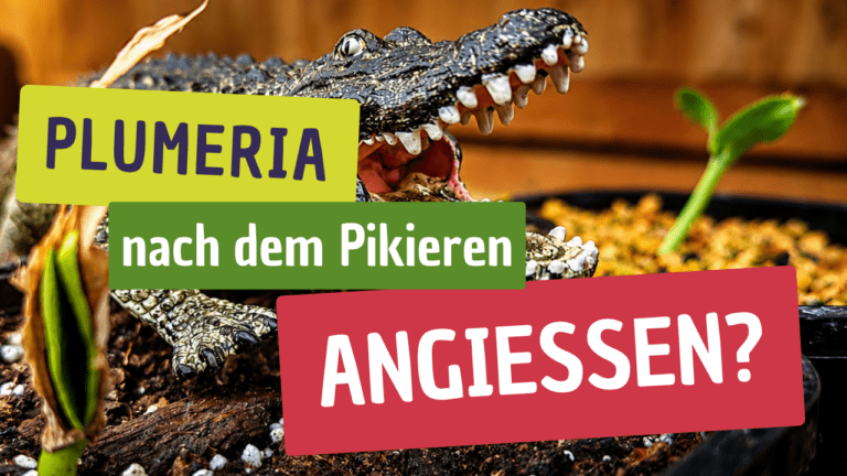 Youtube Thumbnail gesunde Ernährung rot lila Foto