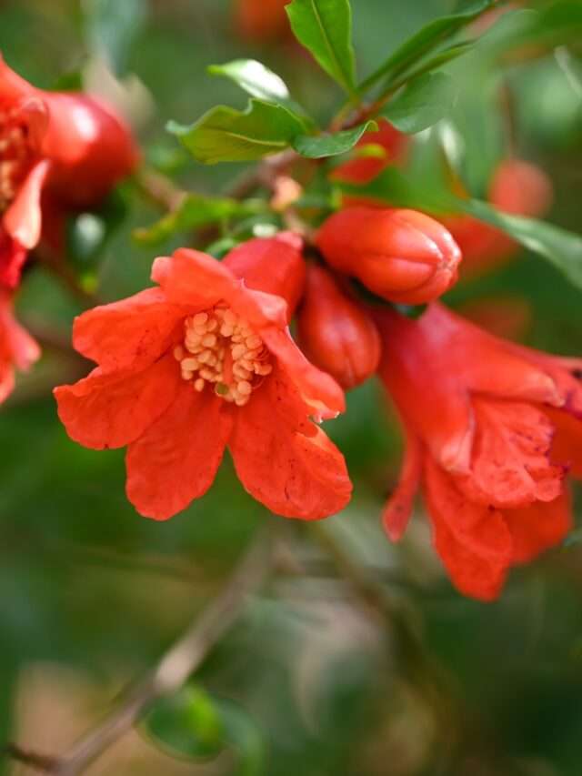 Granatapfel Blüten fallen ab