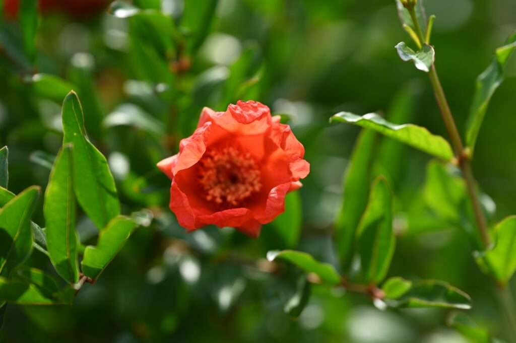 Geöffnete Granatapfelblüte mit sichtbaren Staubblättern und Pollen