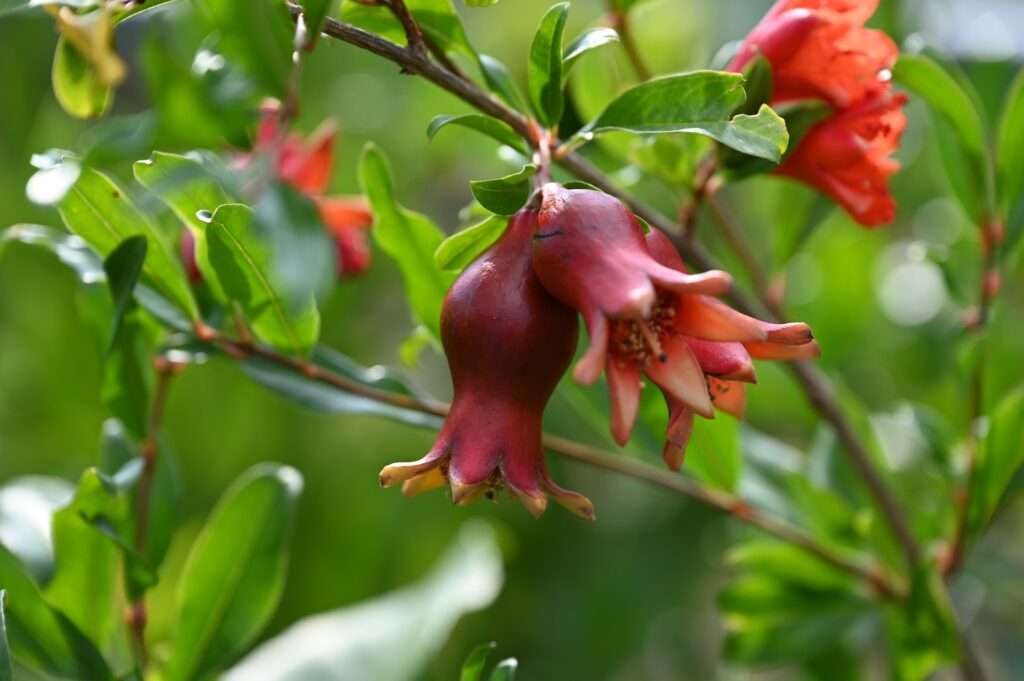 Zwittrige Granatapfelblüte am Zweig mit deutlich bauchigem Fruchtknoten