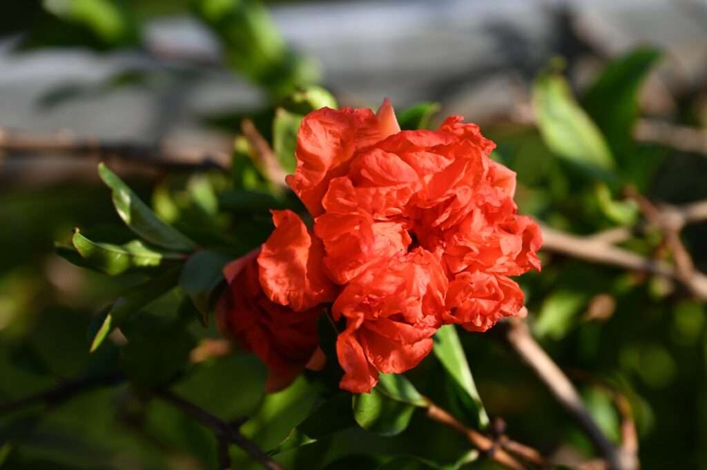 Granatapfel in voller Blüte in der Sonne