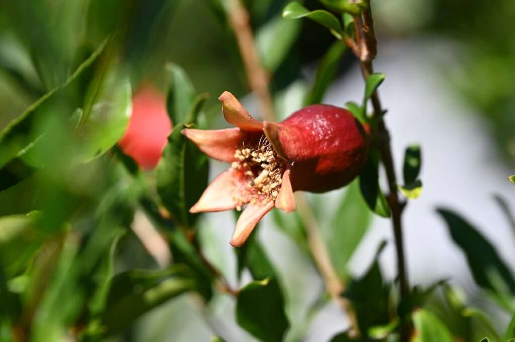 Abgeblühte Granatapfelblüte mit anschwellendem Fruchtknoten