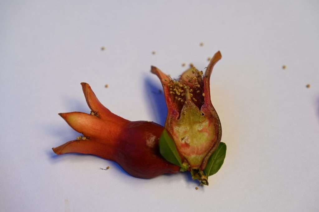 Zwittrige Granatapfelblüte mit verdicktem Fruchtknoten in Vasenform