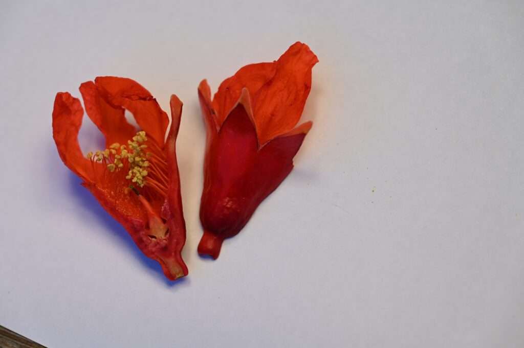 Männliche Granatapfelblüte – schlank, glockenförmig, ohne Fruchtknoten
