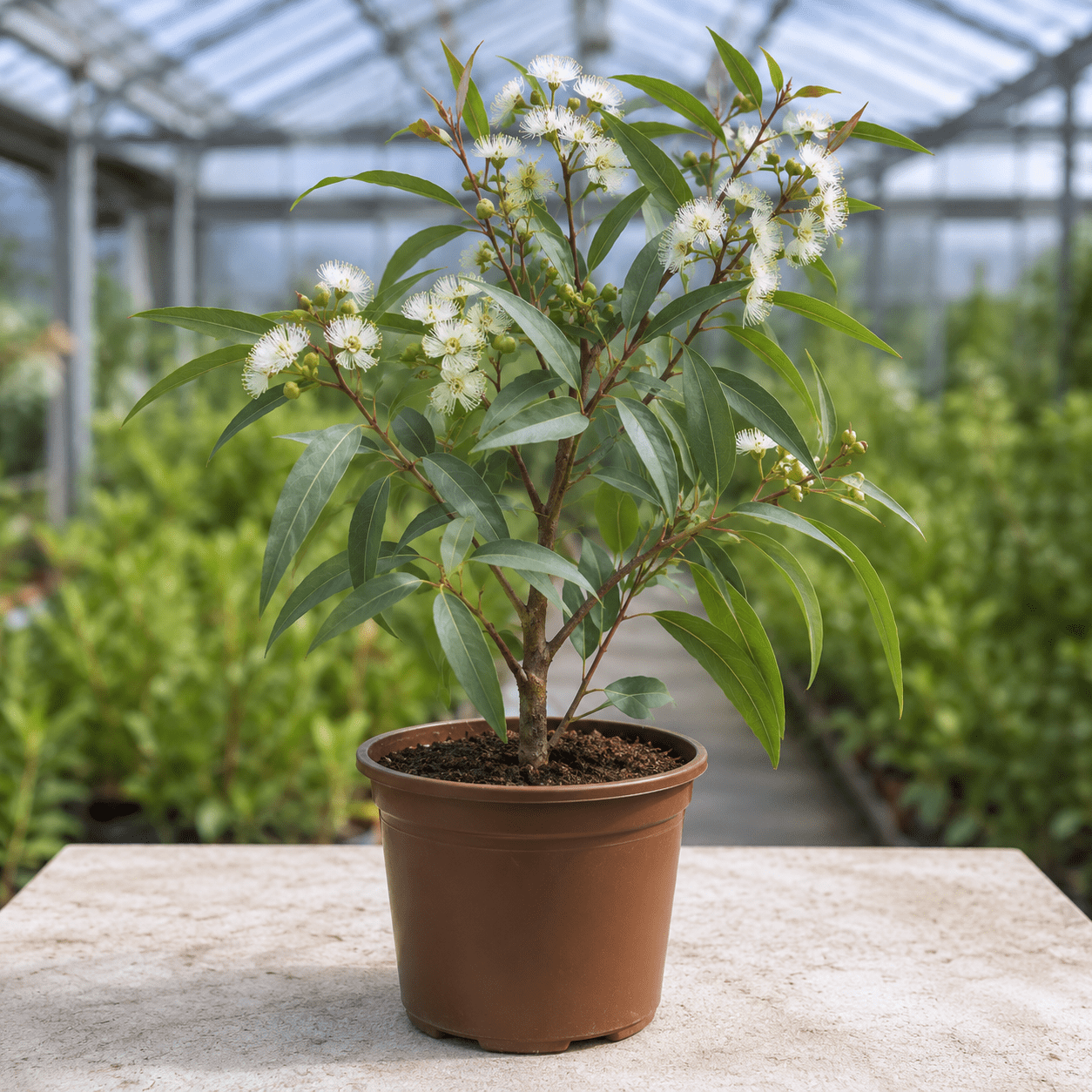 Eucalyptus sieberi
