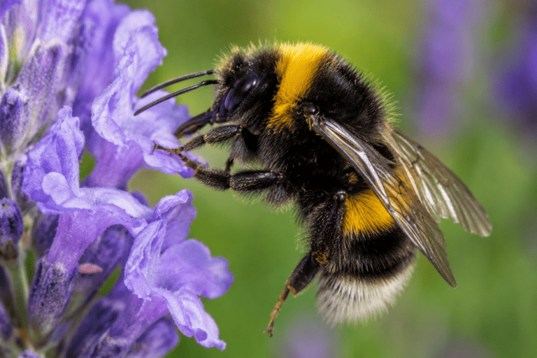 Hummel Bild
