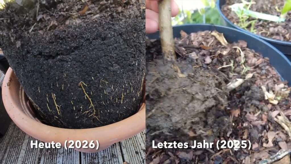 Wurzelballen einer Zitruspflanze im Vergleich: fester Lehmballen 2025 und deutlich durchwurzeltes Substrat 2026.